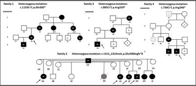 Case report: Novel variants in RELA associated with familial Behcet’s-like disease